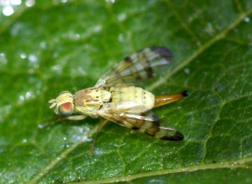 Réf. 249 875 : Terellia tussilaginis